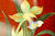 ANDO japanische Ikebana Porzellanblumen Vase Cloisonne