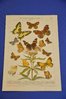 Brockhaus 1906 Chromolithographie Schmetterlinge Tafel 1