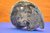 großer Ammonit hochglanzpoliert schwarz/grau dekorativ