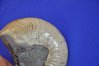 Ammonites Opalinus Dogger Ø 8 cm seltenes Sammlerstück