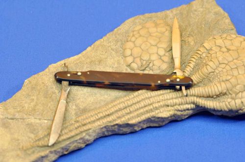 Scalpel 2 blades lockable with tortoiseshell handle 1900