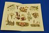 Chromolithography panel of parasitic plants 1906