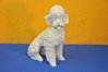 A. K. Kaiser porcelain figurine poodle in white signet