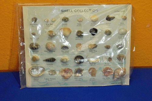 Shell collection of 35 different shells