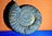 Großer Ammonit Ø 25 cm schön rausgearbeitet