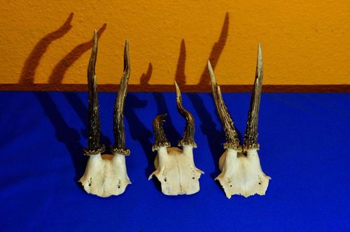 3 small antlers