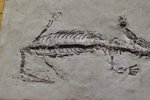 Mesosaurus tenuidens 280 Mio Jahre alt 59x18cm